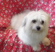 Leah image