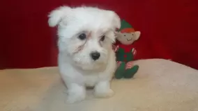 Milo t image