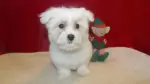 Milo t mini image
                            style=